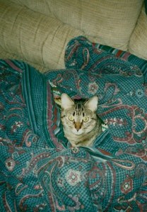 Orwell in a blanket